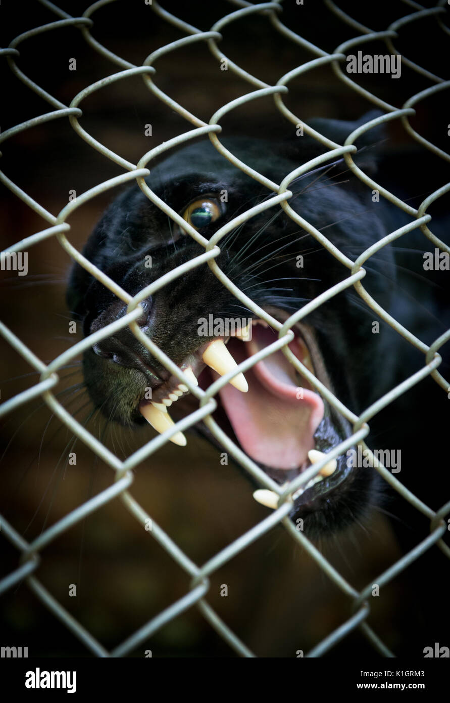 An angry Black Jaguar snarling inside an enclosure Stock Photo