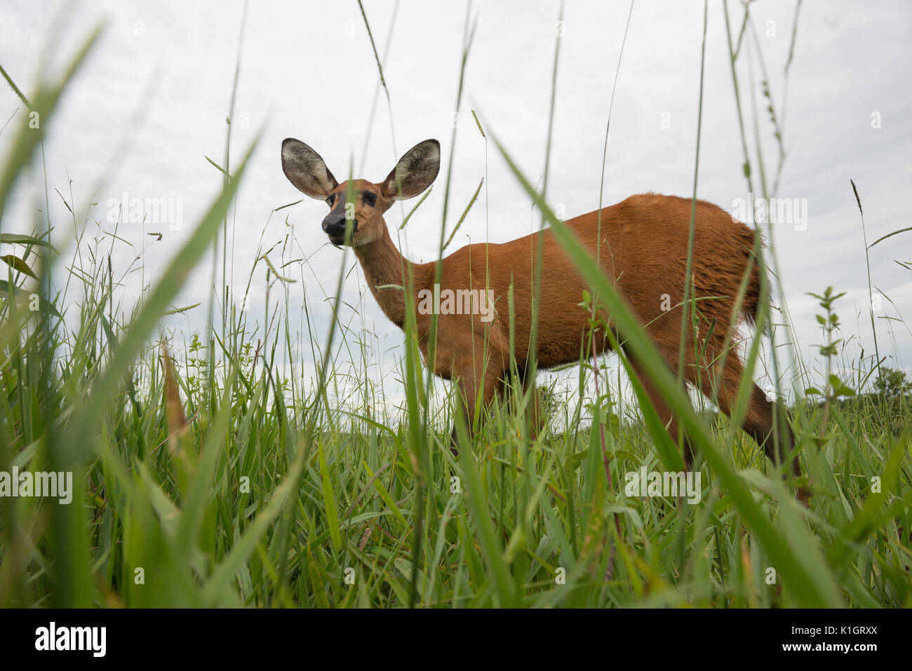 Female Marsh Deer from Central Brazil Stock Photo
