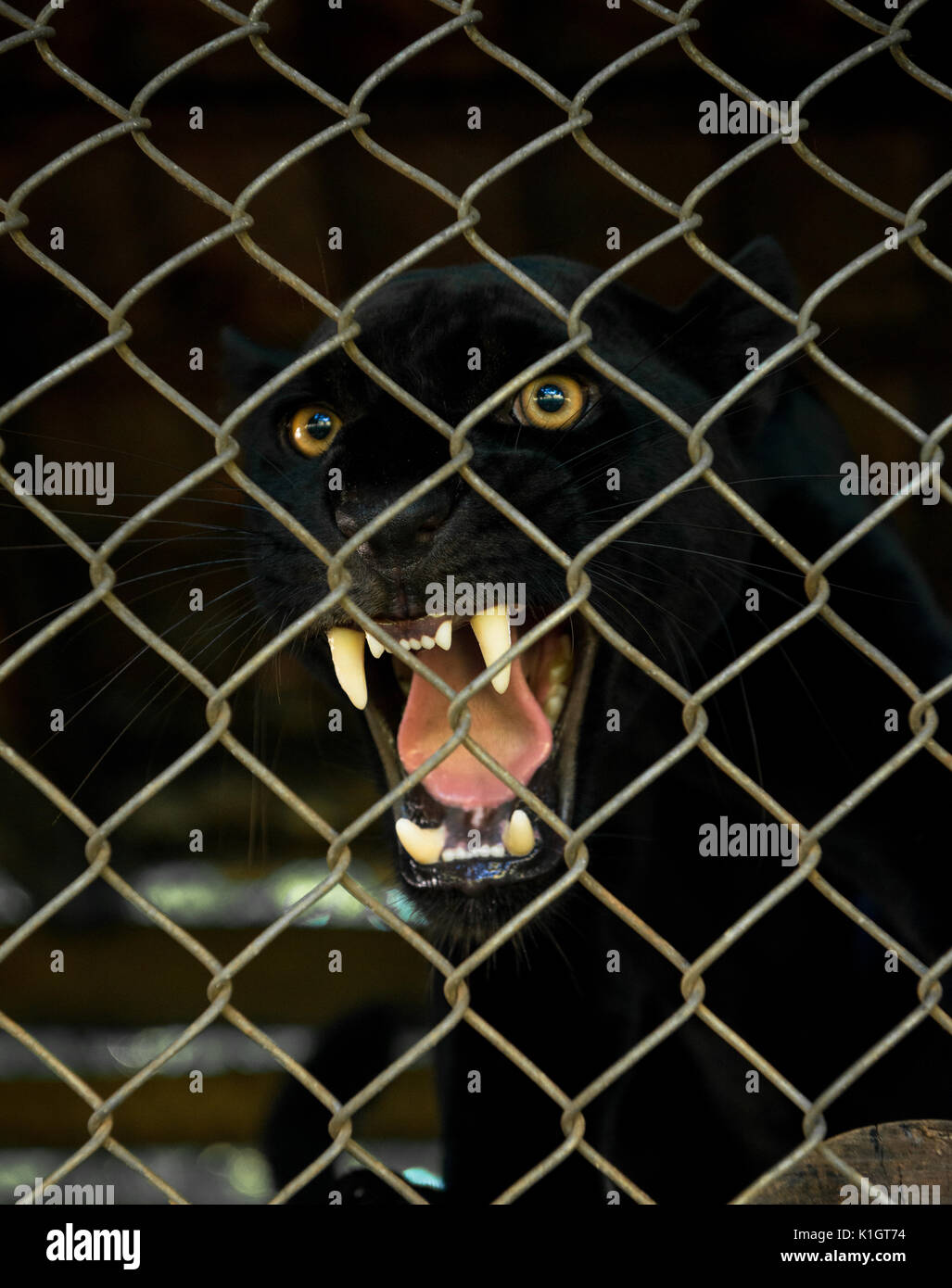 An angry Black Jaguar snarling inside an enclosure Stock Photo