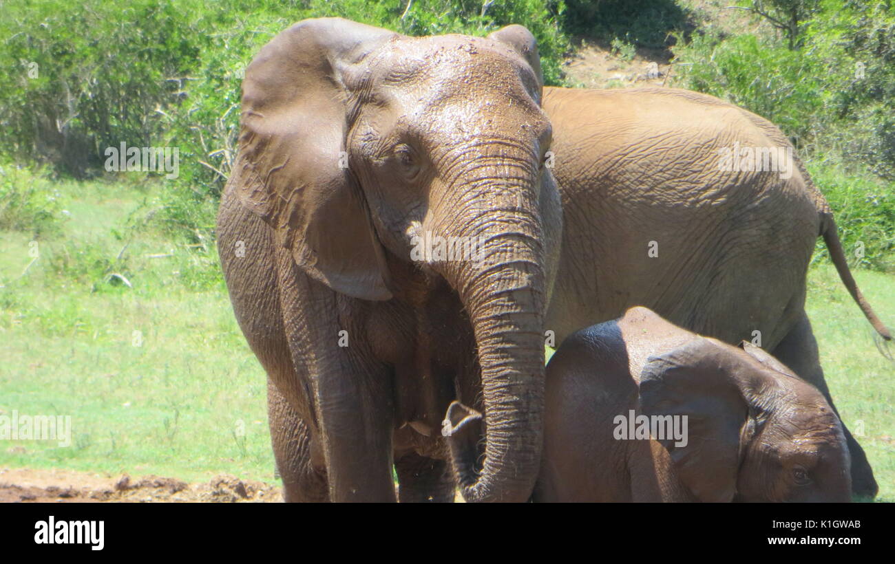 Elephants after having a bath, South Africa Stock Photo