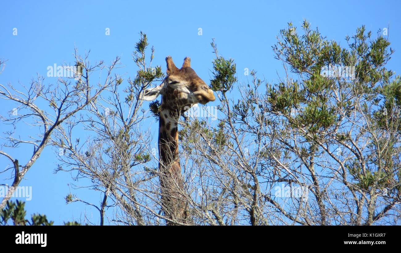 A large giraffe bull (Giraffa camelopardalis) is eating from a tree, South Africa Stock Photo