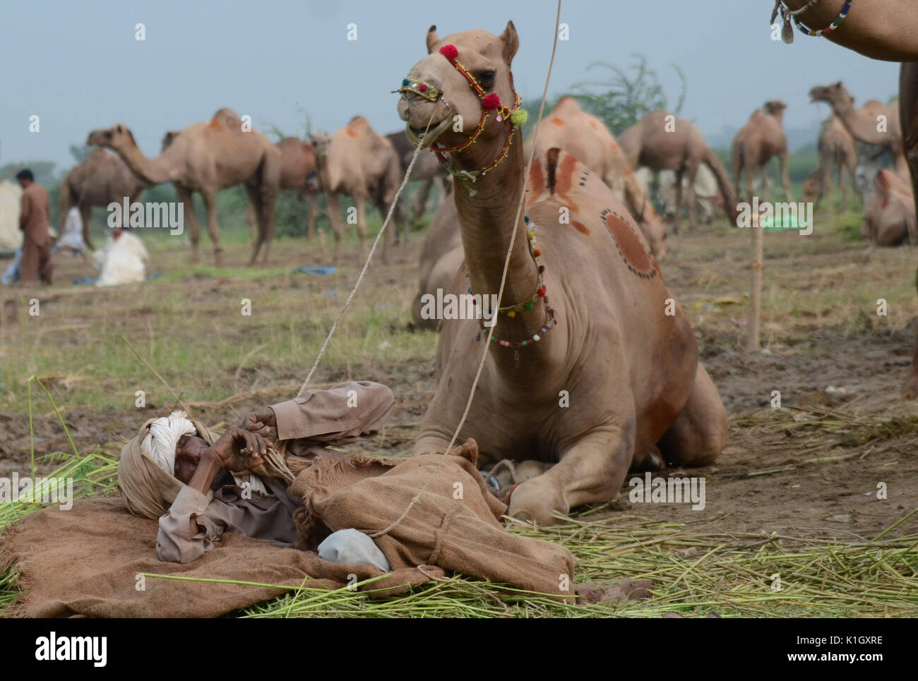 Pakistani vendors display sacrificial animals in an animal market set-up for the upcoming Eid ul-Adha. Muslims around the world will celebrate 'Eid ul-Adha', also known as the Festival of Sacrifice (Qurbani), to Pakistani vendors display sacrificial animals in an animal market set-up for the upcoming Eid ul-Adha. Muslims around the world will celebrate 'Eid ul-Adha', also known as the Festival of Sacrifice (Qurbani), to
