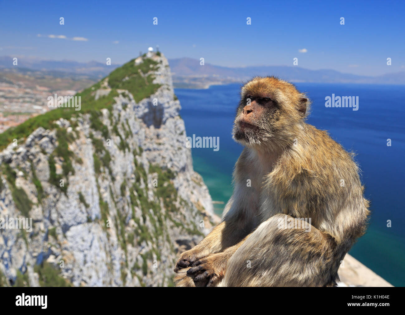 Barbary macaque in Gibraltar, Gibraltar (British Overseas Territories) Stock Photo