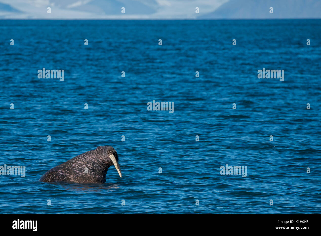 Norway, Svalbard, South Svalbard Nature Reserve, Edgeoya, Kapp Lee. Atlantic Walrus in Barents Sea (WILD: Odobenus roamerus roamerus) Stock Photo