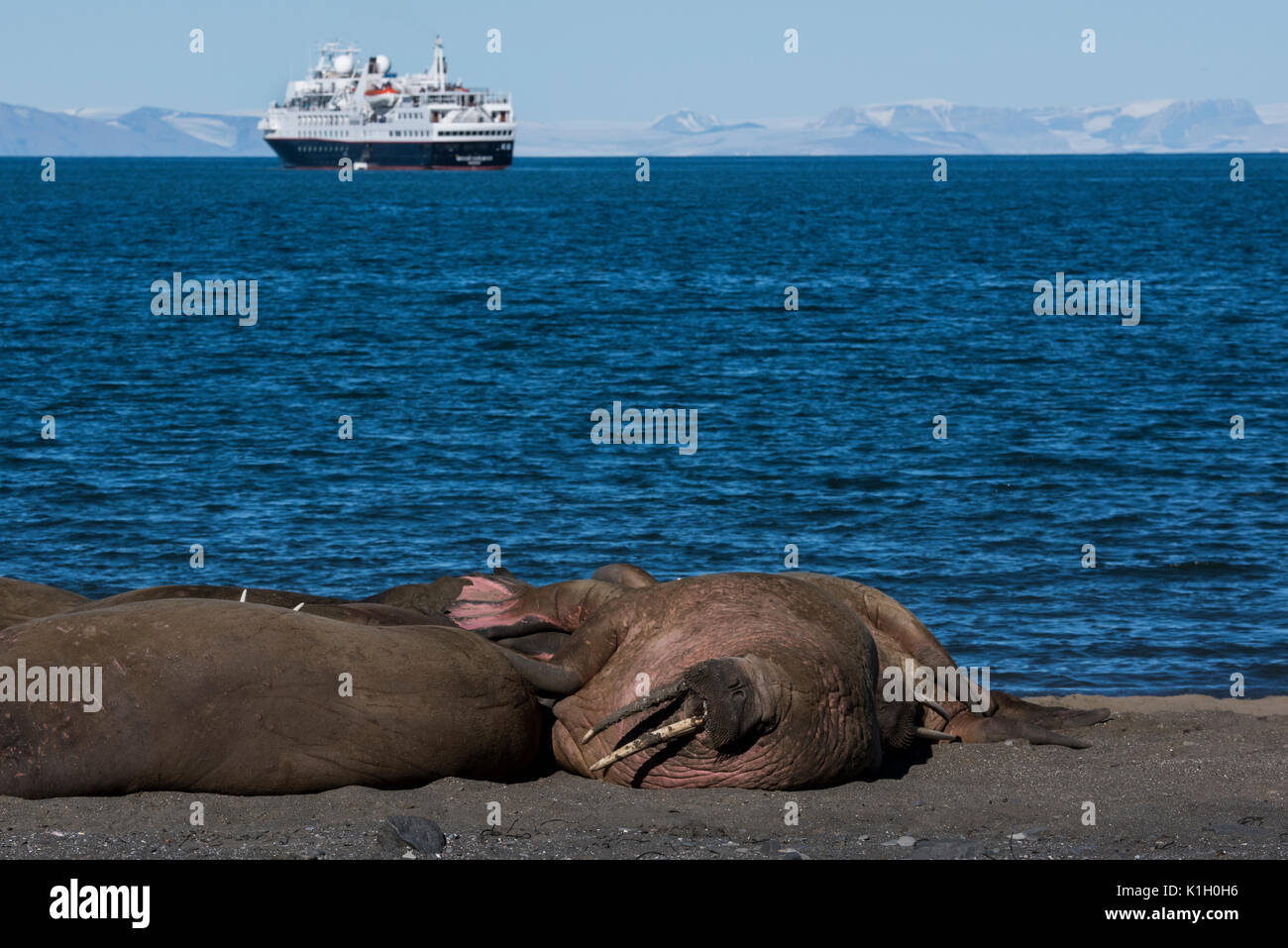 Norway, Svalbard, South Svalbard Nature Reserve, Edgeoya, Kapp Lee. Small group of walrus hauled out on remote beach (WILD: Odobenus roamerus) Stock Photo