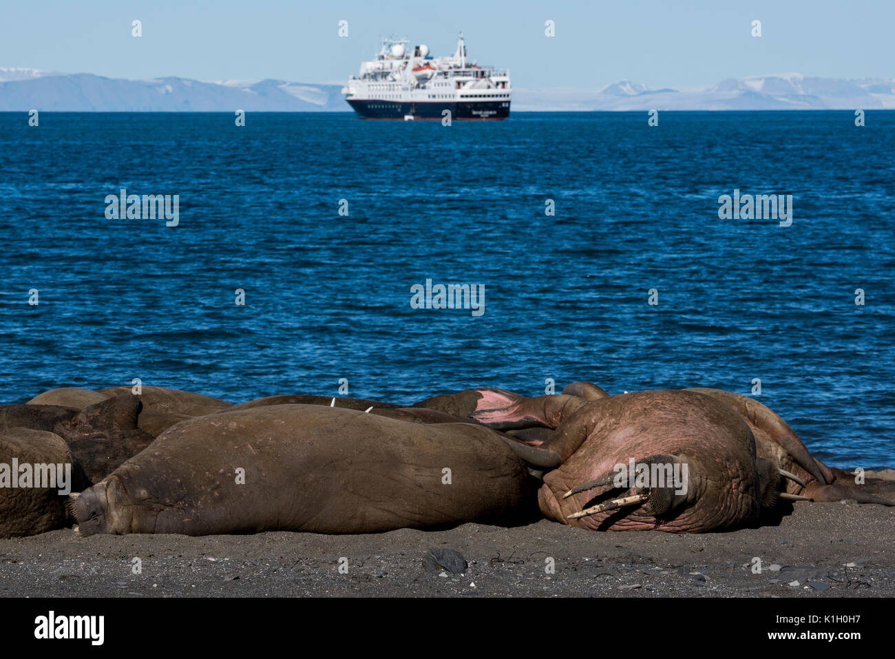 Norway, Svalbard, South Svalbard Nature Reserve, Edgeoya, Kapp Lee. Small group of walrus hauled out on remote beach (WILD: Odobenus roamerus) Stock Photo