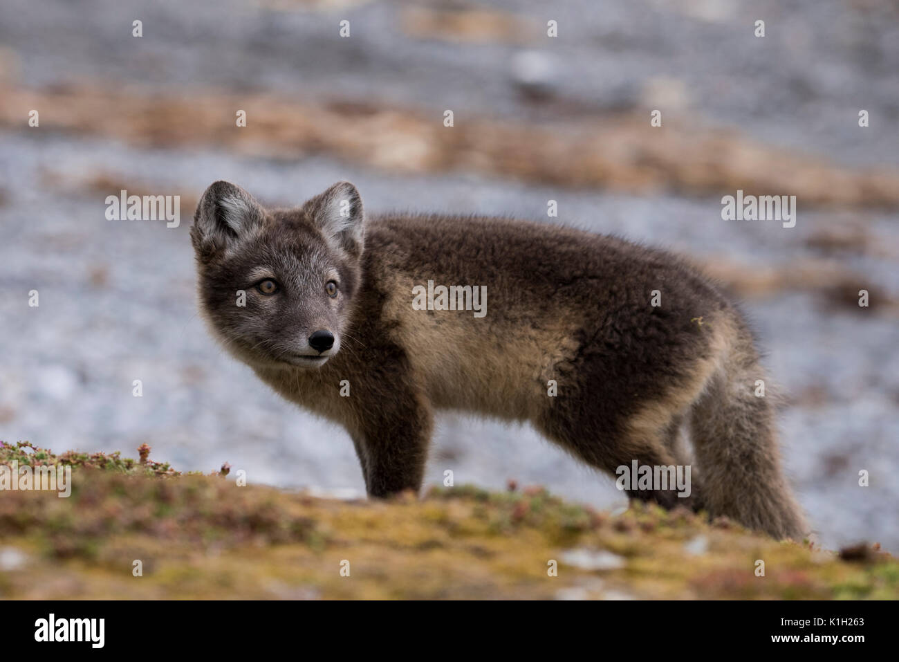 Norway, Svalbard, Spitsbergen, Hornsund, Gnalodden. Arctic fox kit (WILD: Vulpes lagapus) with summer coat. Stock Photo