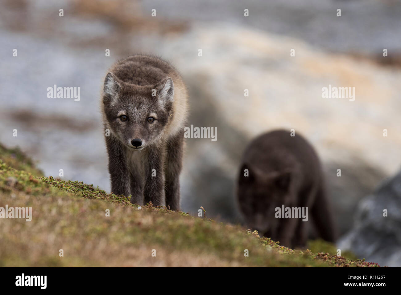 Norway, Svalbard, Spitsbergen, Hornsund, Gnalodden. Arctic fox kits