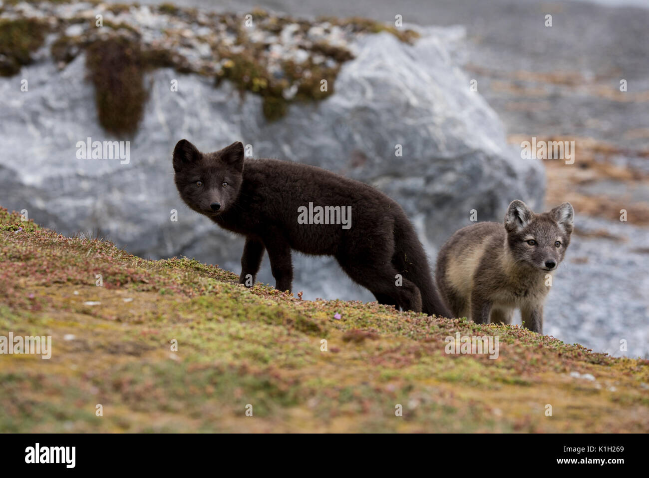 Norway, Svalbard, Spitsbergen, Hornsund, Gnalodden. Arctic fox kits