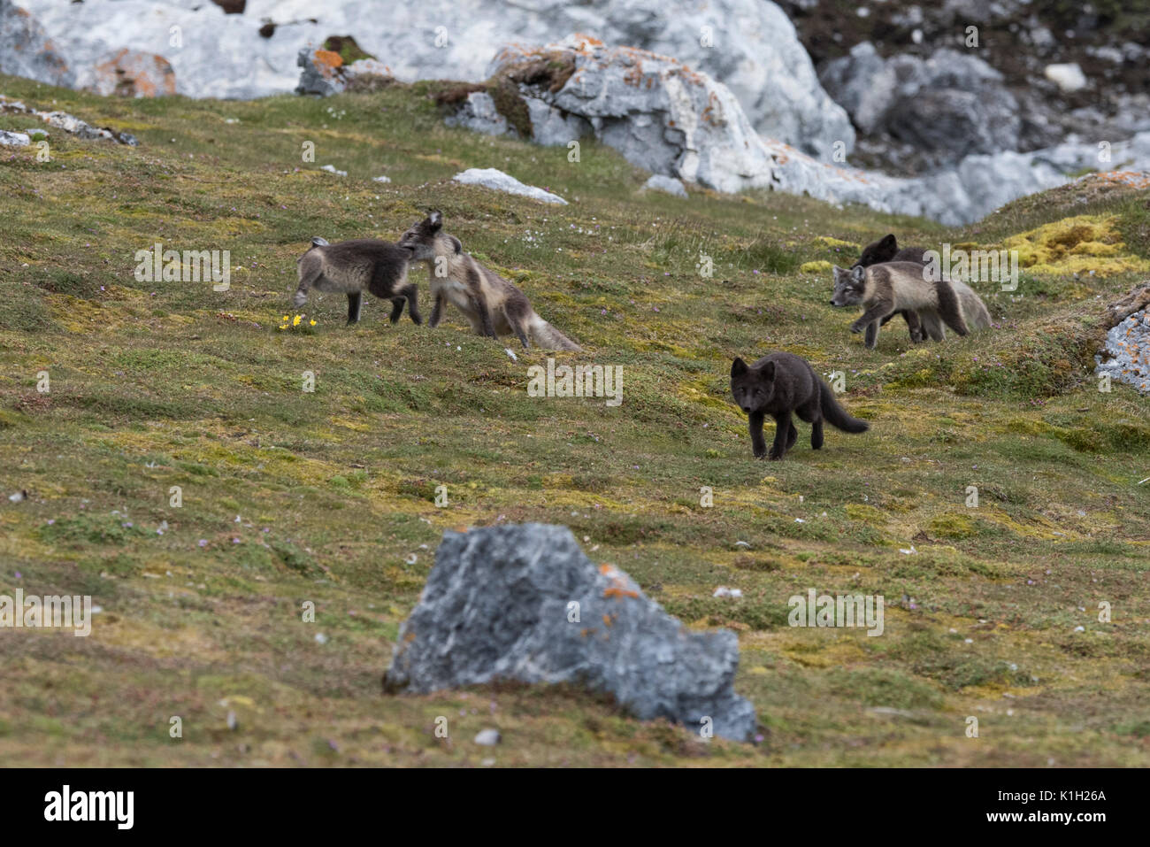 Norway, Svalbard, Spitsbergen, Hornsund, Gnalodden. Arctic kit foxes (WILD: Vulpes lagapus) with summer coats, two darker 'blue morph' foxes. Stock Photo
