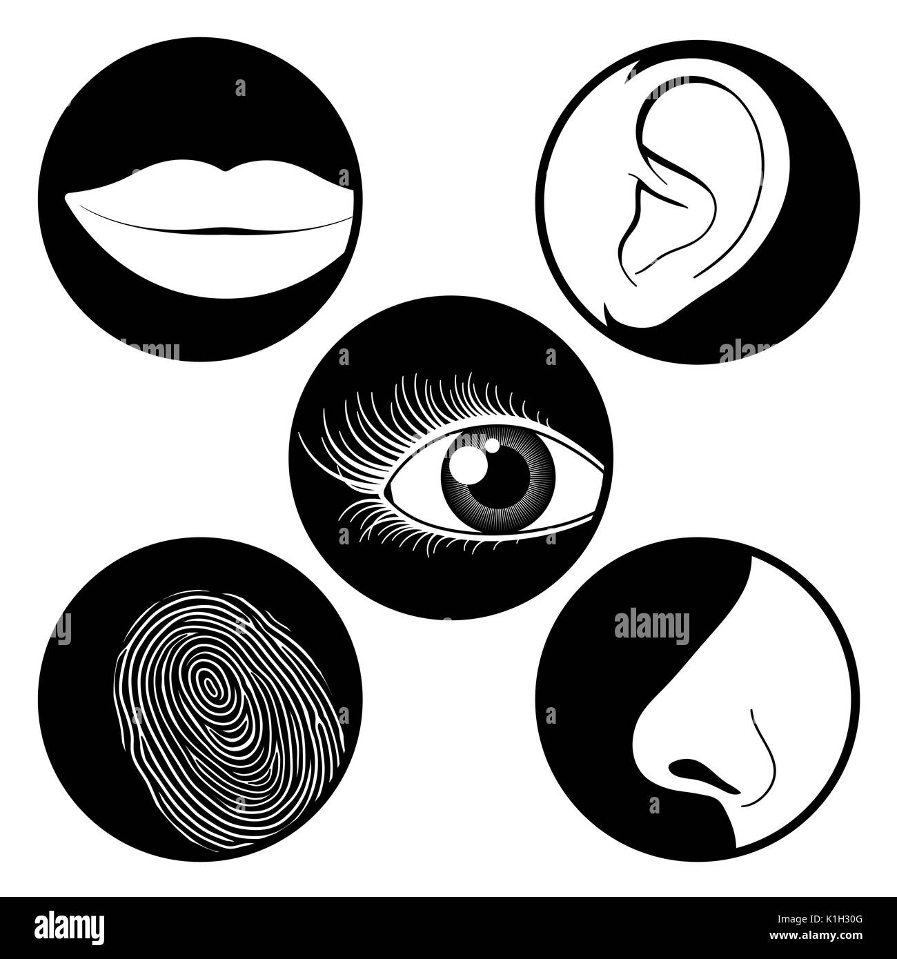 5 senses collection: smell, touch, hearing, taste and sight - illustration set Stock Vector