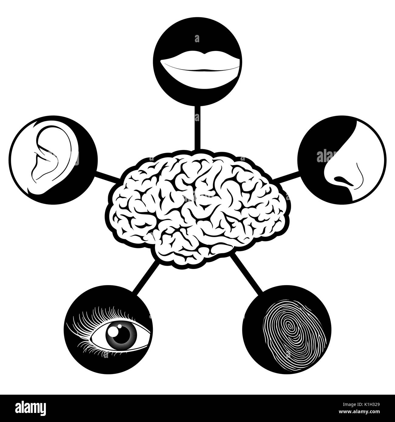 Five senses icons with human brain - illustration Stock Vector