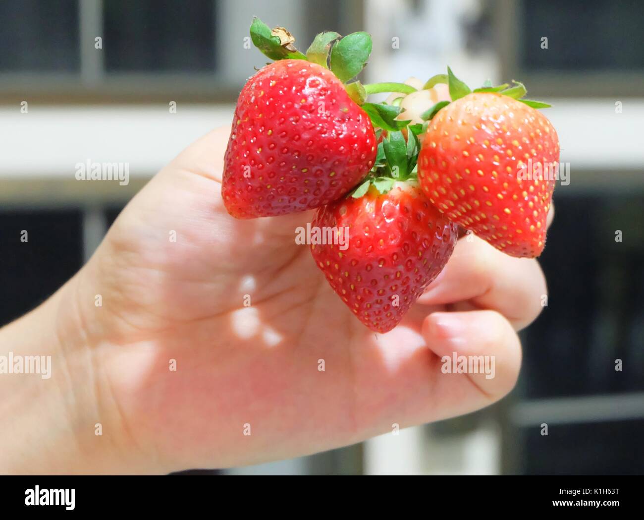 Fresh Fruit, Hand Holding Tree Ripe and Sweet Strawberry High in ...