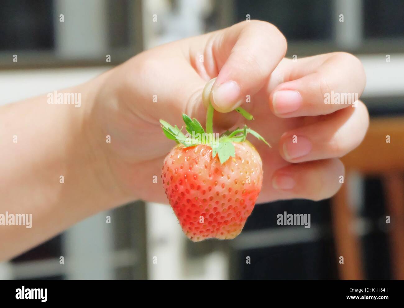Fresh Fruit, Hand Holding Ripe and Sweet Strawberry High in Vitamin C Tablet, Essential Nutrient for Life. Stock Photo