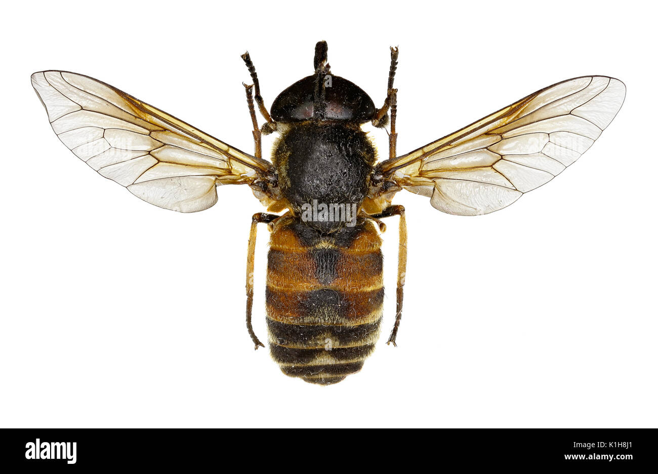 Green-eyed Horse Fly Philipomyia on white Background  -  Philipomyia graeca (Fabricius, 1794) Stock Photo