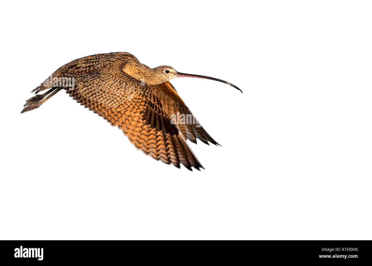 Long-billed curlew (Numenius americanus) flying, isolated on white background. Stock Photo