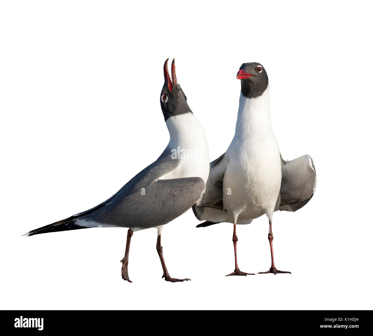 Courtship of laughing gulls (Leucophaeus atricilla), isolated on white background. Stock Photo