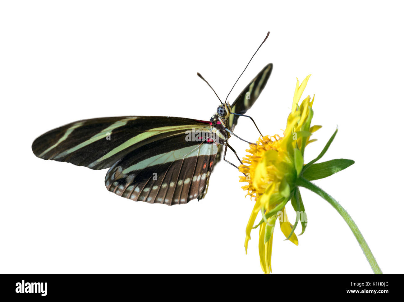 Zebra Longwing Butterfly (Heliconius charitonius) feeding on a flower, isolated on white background Stock Photo