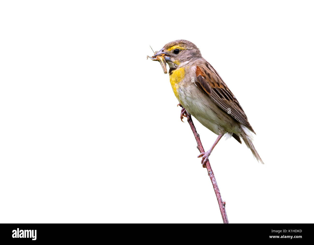 Dickcissel (Spiza americana), adult male with a grasshopper in the beak, isolated on white background Stock Photo