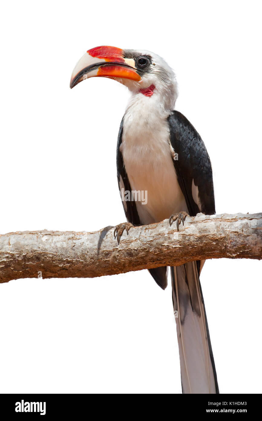 Von der Decken's hornbill (Tockus deckeni) isolated on white background. Stock Photo