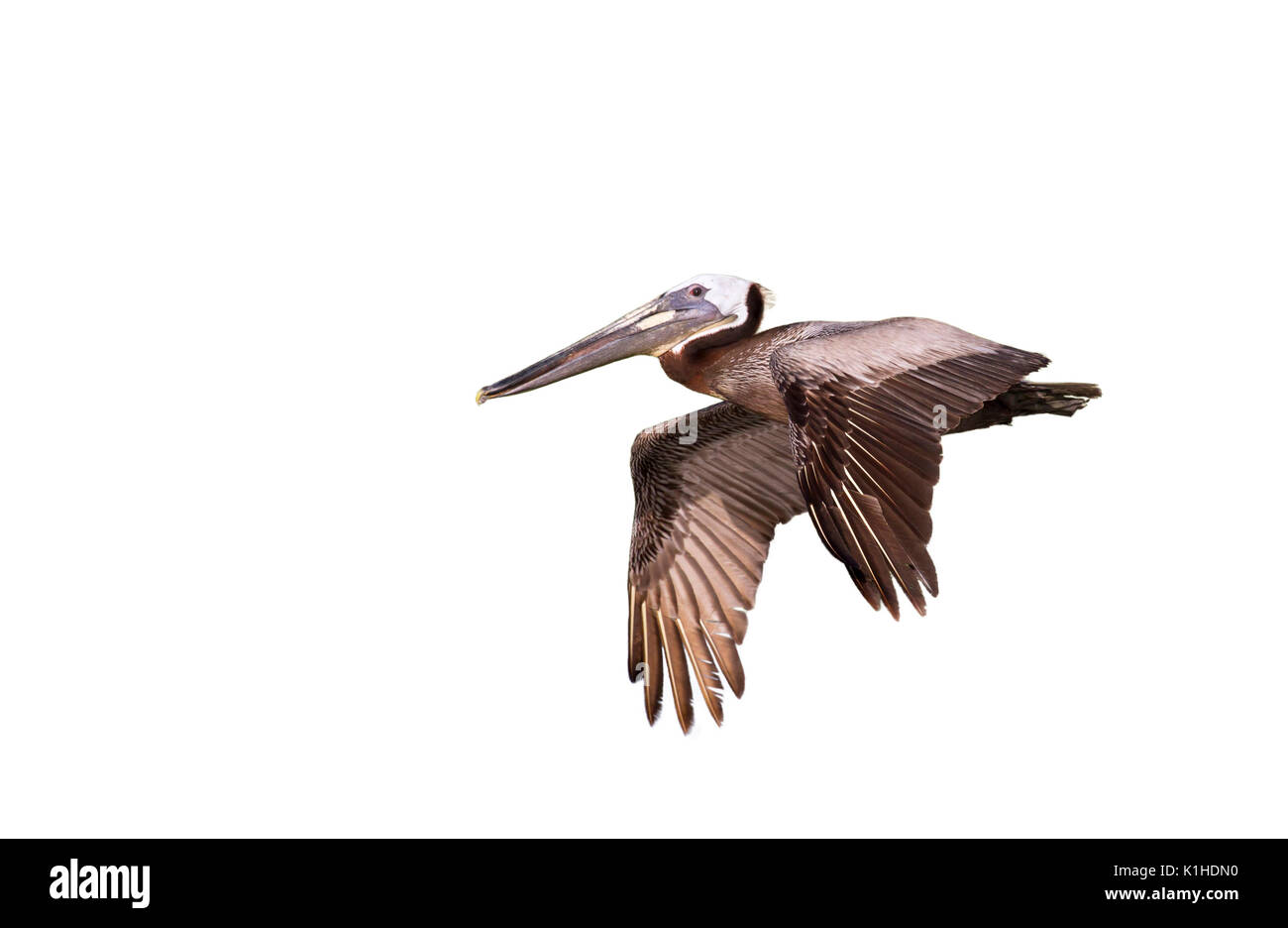 The  brown pelican (Pelecanus occidentalis) flying, isolated on white background. Stock Photo