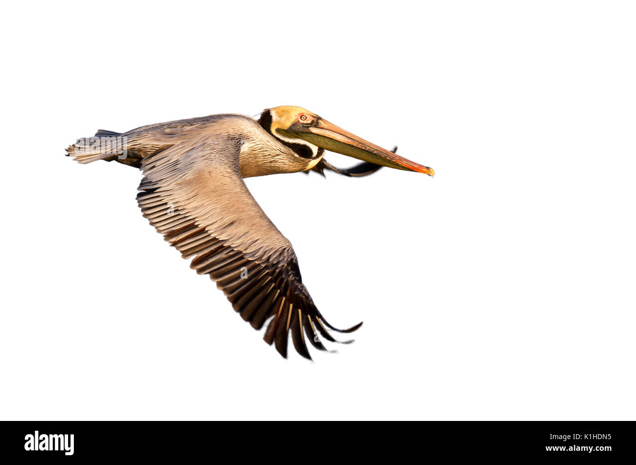 Brown pelican (Pelecanus occidentalis) flying, isolated on white background. Stock Photo