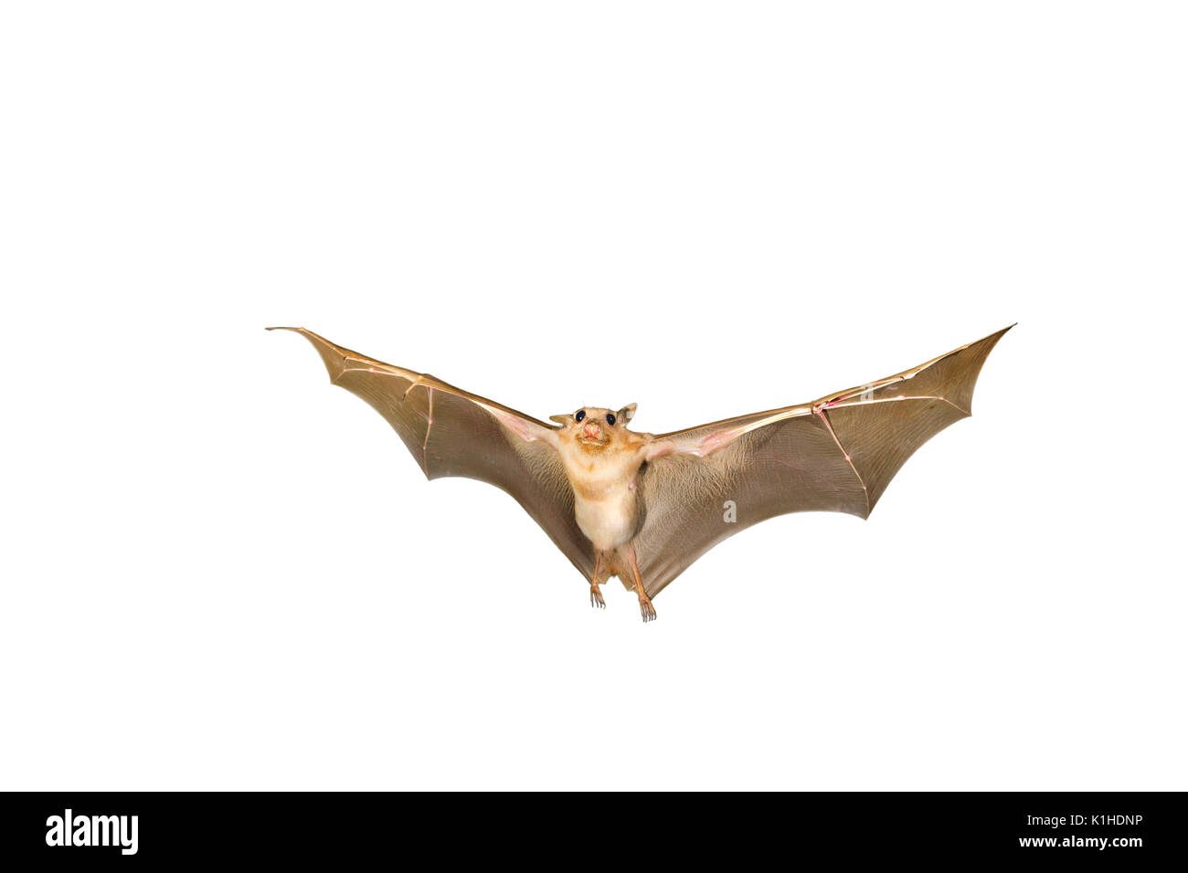 Gambian epauletted fruit bat (Epomophorus gambianus) flying, isolated on white background. Stock Photo