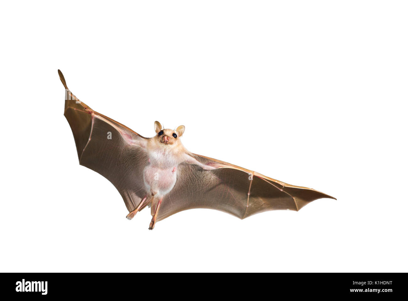 Peters' dwarf epauletted fruit bat (Micropteropus pusillus) flying, isolated on white background. Stock Photo