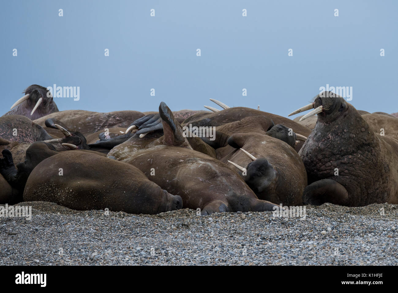 Norway, Svalbard, Nordaustlandet, Nordaust-Svalbard Nature Reserve, Torellneset. (79°22'13' N 20°40'43' E) Male Atlantic walrus. Stock Photo