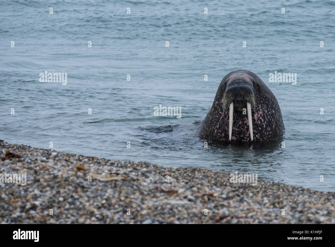 Norway, Svalbard, Nordaustlandet, Nordaust-Svalbard Nature Reserve, Torellneset. (79Â°22'13" N 20Â°40'43" E) Male Atlantic walrus. Stock Photo