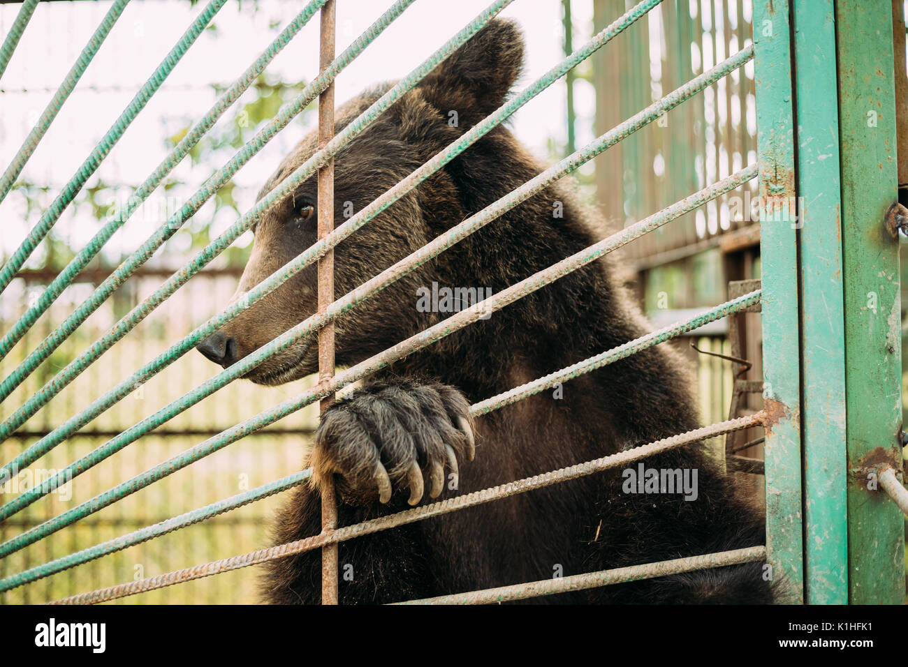 European Eurasian Brown Russian Bear Ursus Arctos Arctos In Cage Of Zoo. Stock Photo