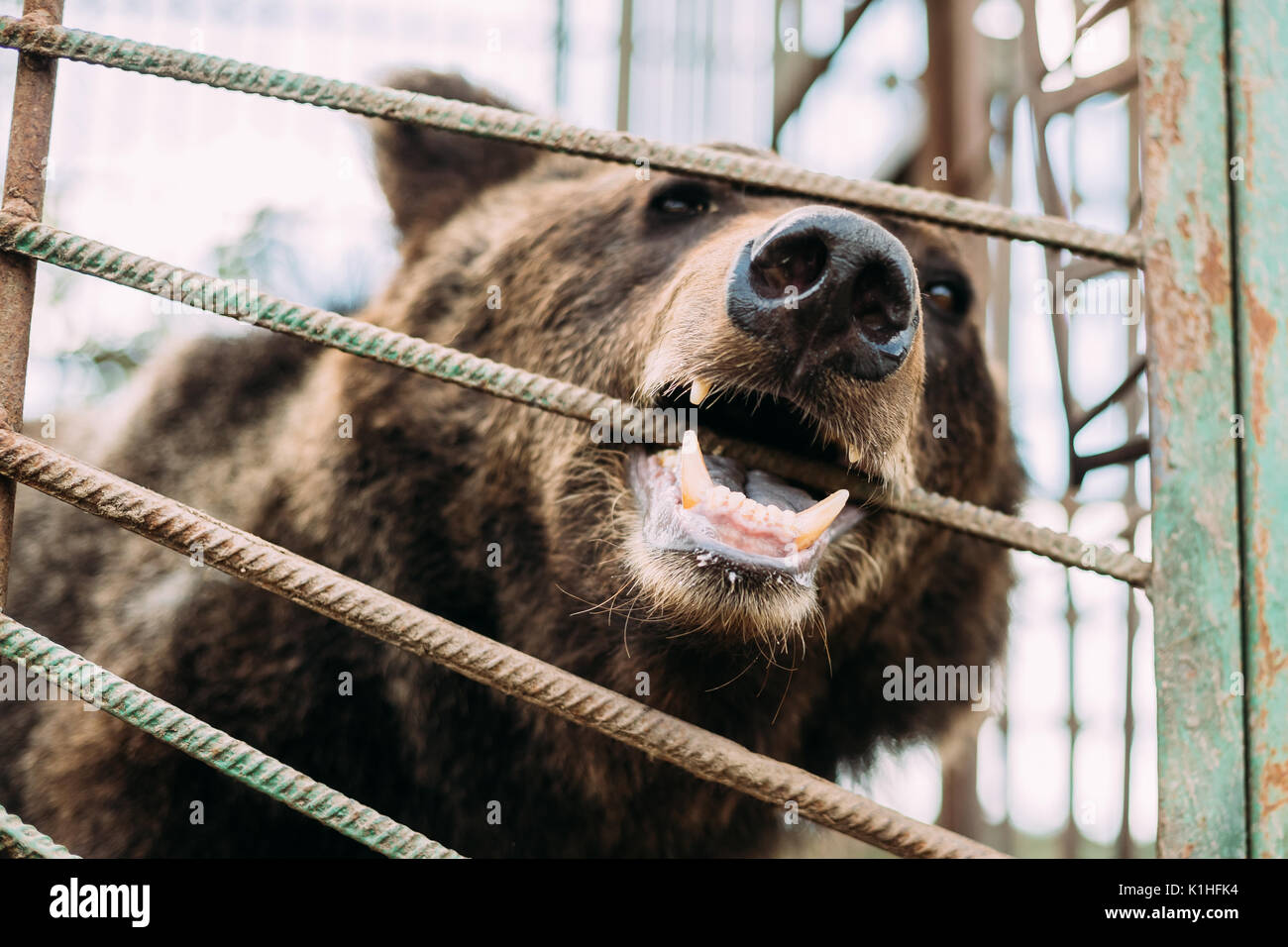 European Eurasian Brown Russian Bear Ursus Arctos Arctos Gnawing Cage In Zoo. Stock Photo