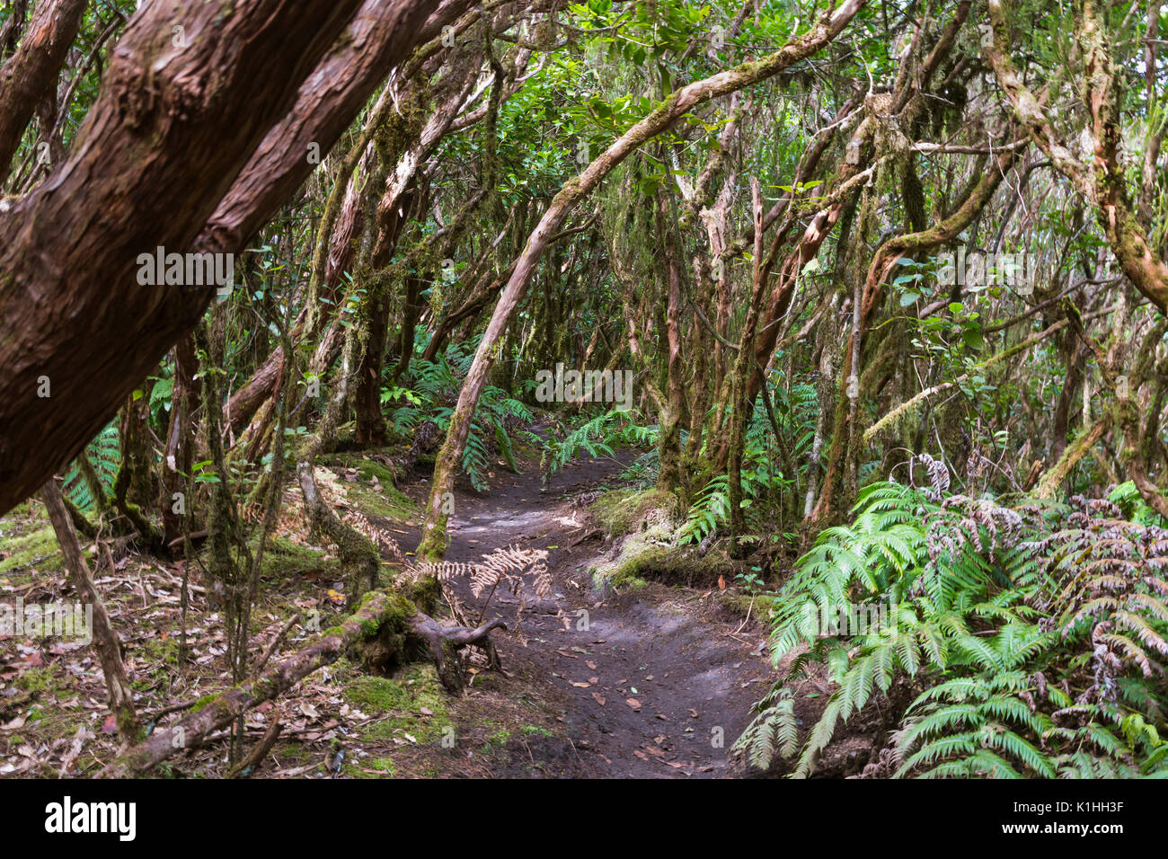 Footpath through a Laural Forest in the Anaga mountains in Tenerife, Spain. Stock Photo