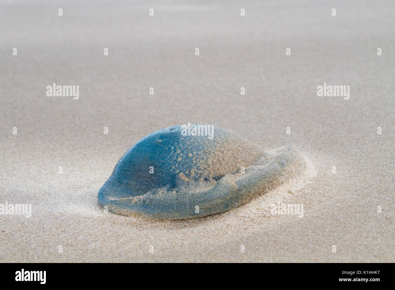 Barrel jellyfish washed up the beach and covered with sand Stock Photo