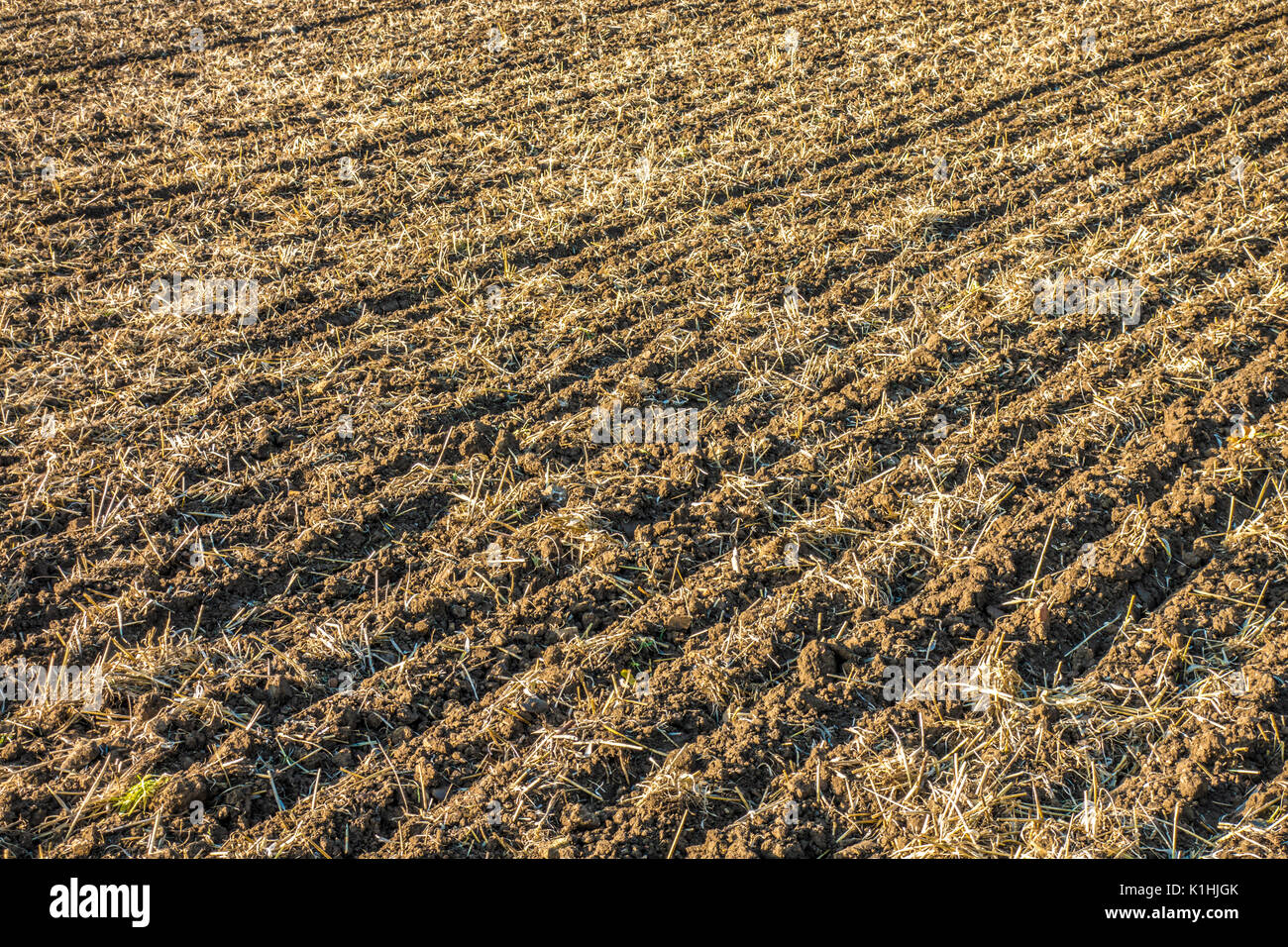 Part of a farm field, after a harvested wheat crop, with turned over soil / earth at the end of the growing season. England, UK. Stock Photo
