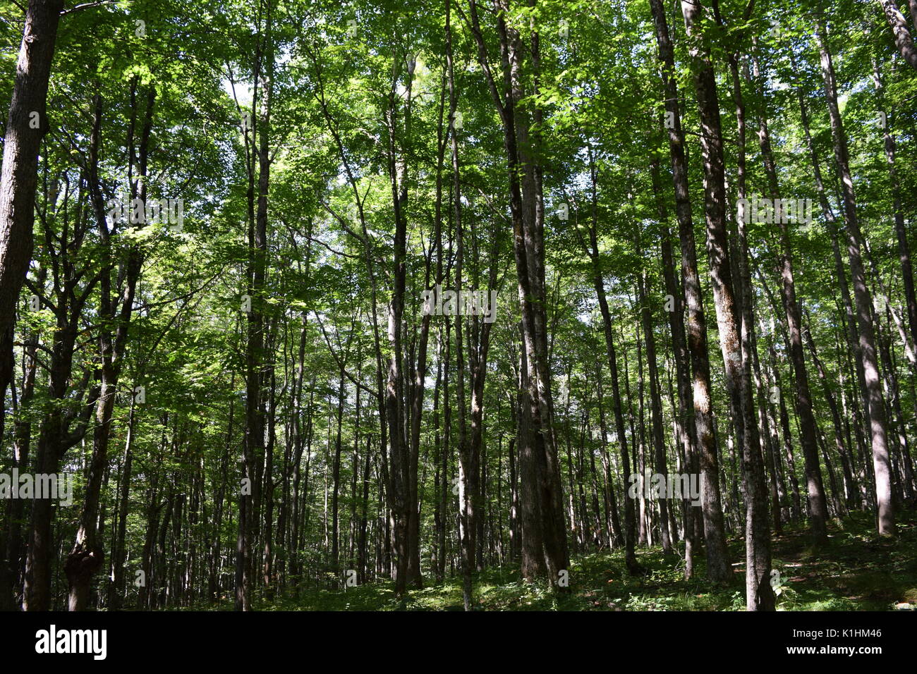 Stand of trees Stock Photo Alamy