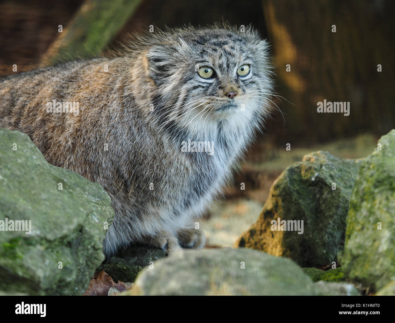 Rare pallas cat hi-res stock photography and images - Alamy