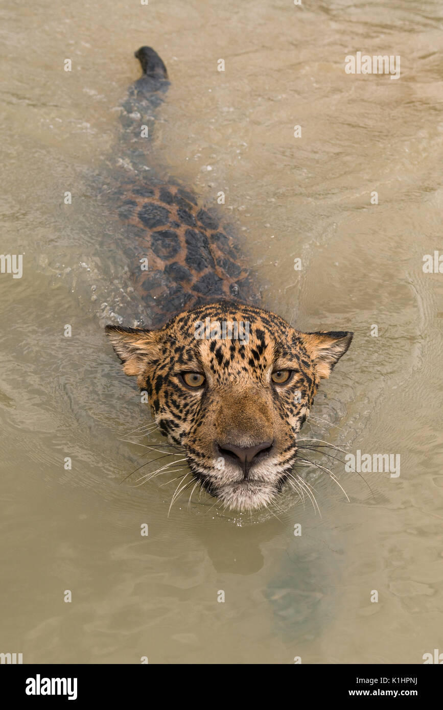 Close-up of a Jaguar swimming on a river in Central Brazil Stock Photo