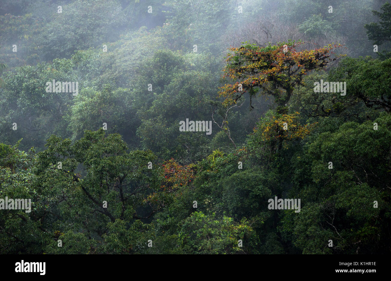 Atlantic Rainforest of SE Brazil's Serra de Paranapiacaba Stock Photo