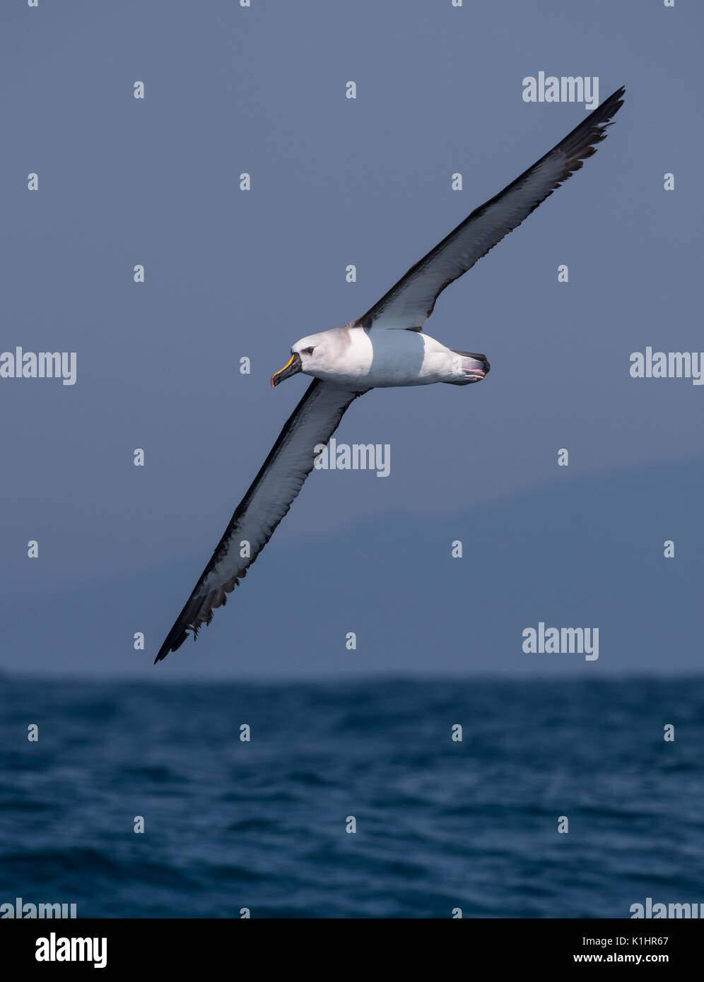 Atlantic Yellownosed Albatross (Thalassarche chlororhynchos) off SE