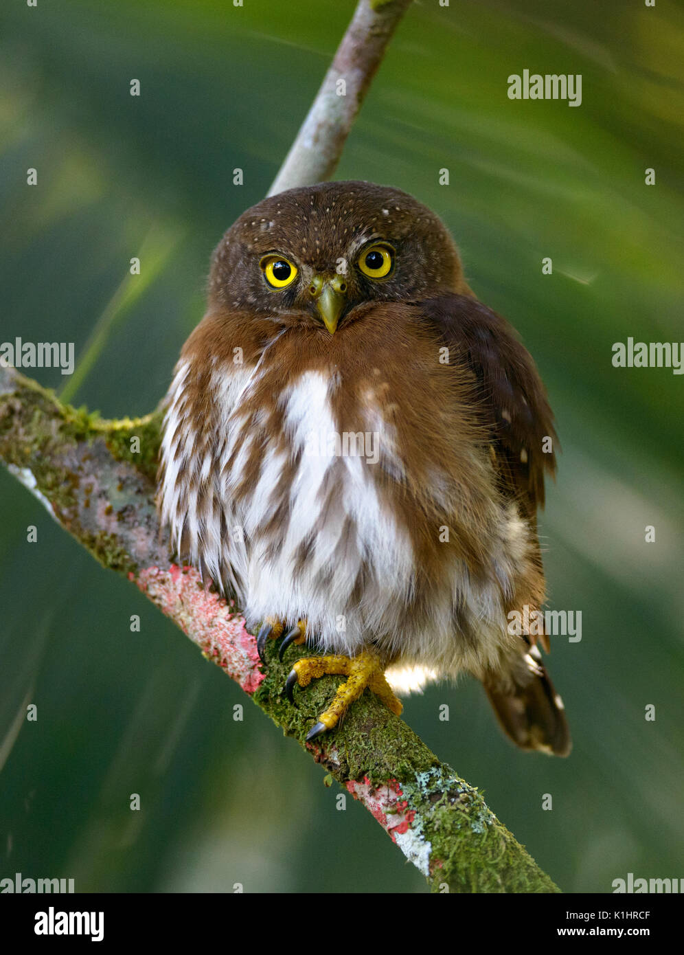 Least PymyOwl (Glaucidium minutissimum).from the Atlantic Rainforest