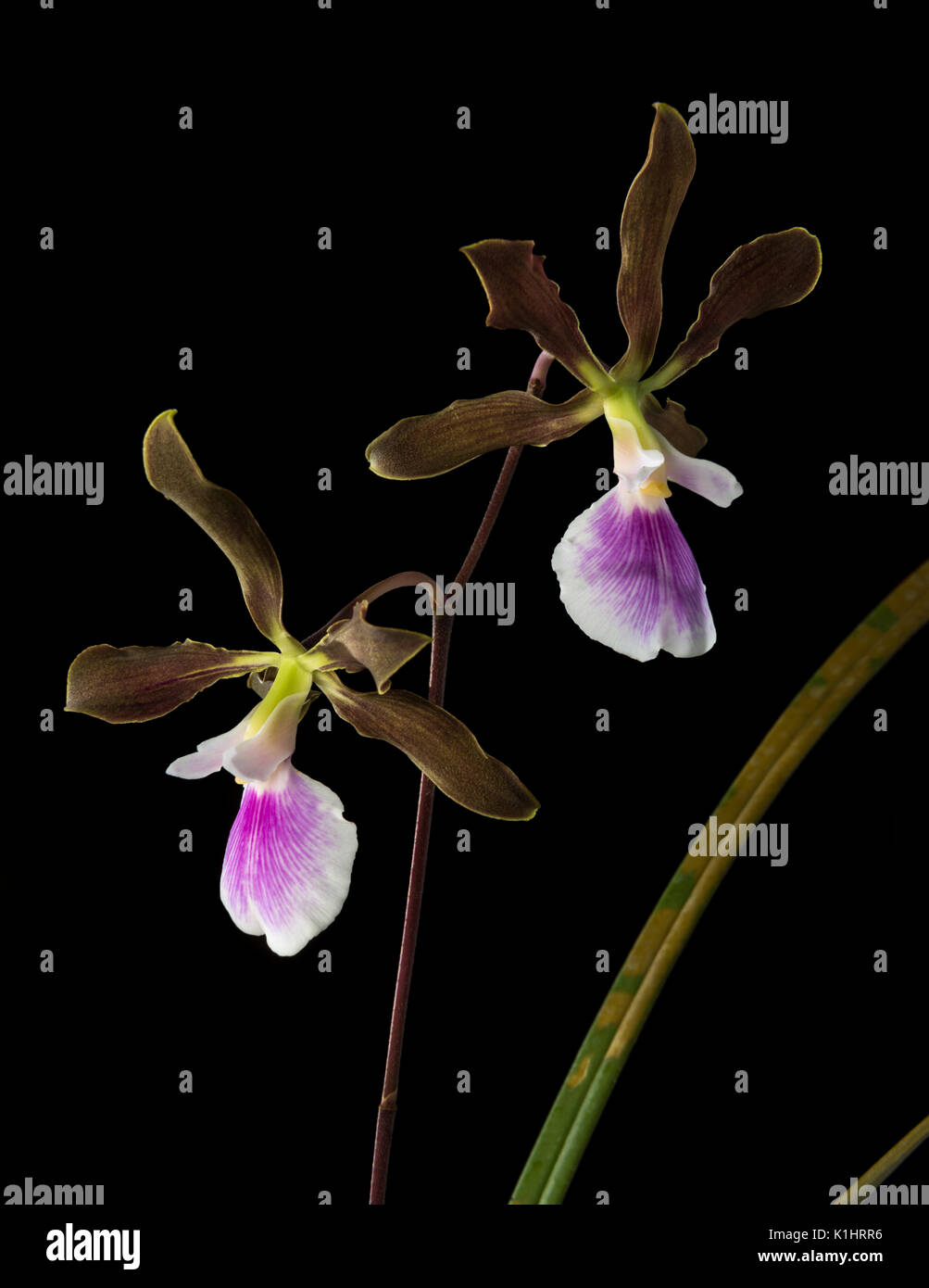 Orchid Encyclia randii from Brazil Stock Photo
