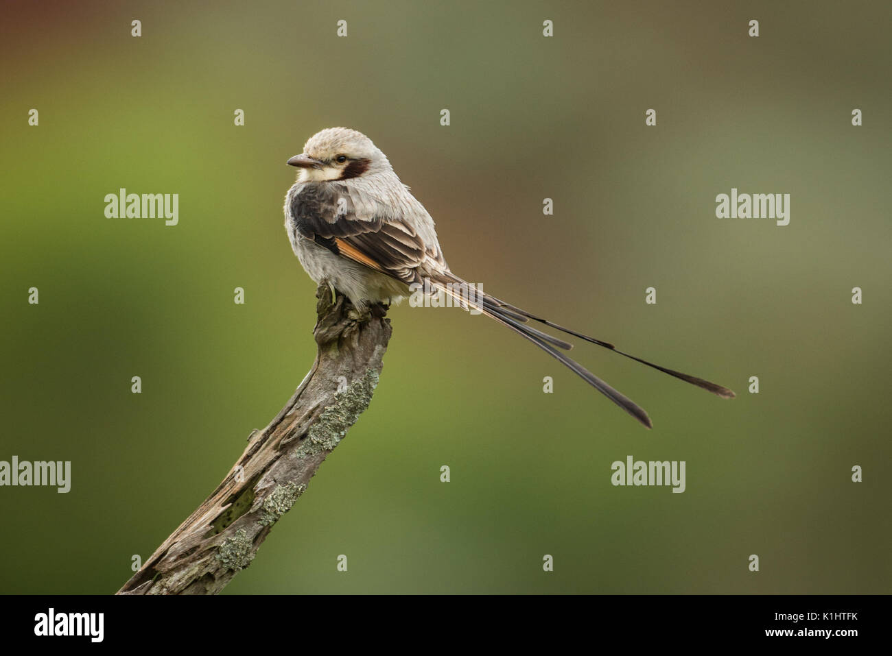 A Streamer-tailed Tyrant from SE Brazil Stock Photo