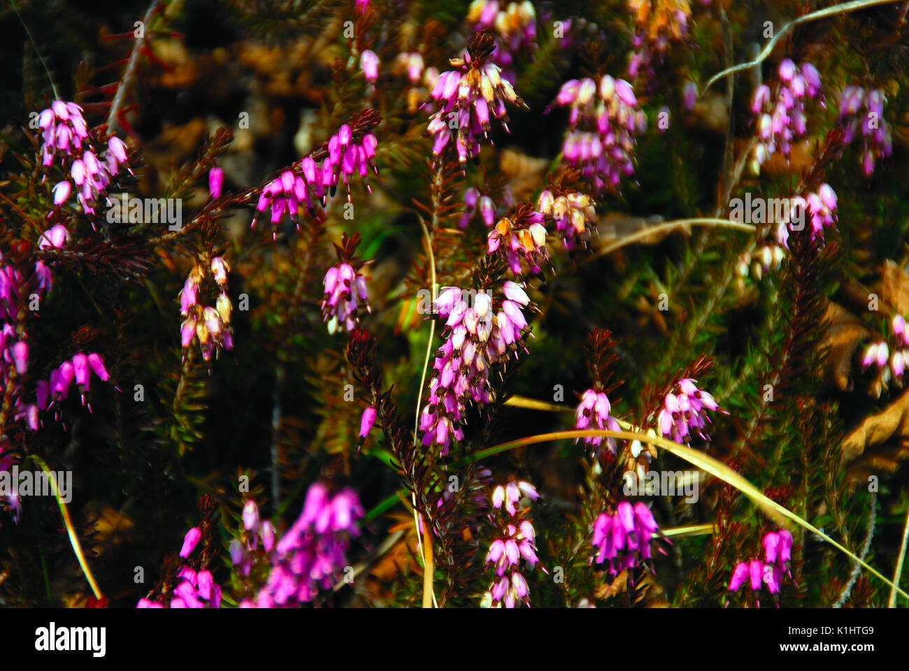 A erica bush flowering Stock Photo