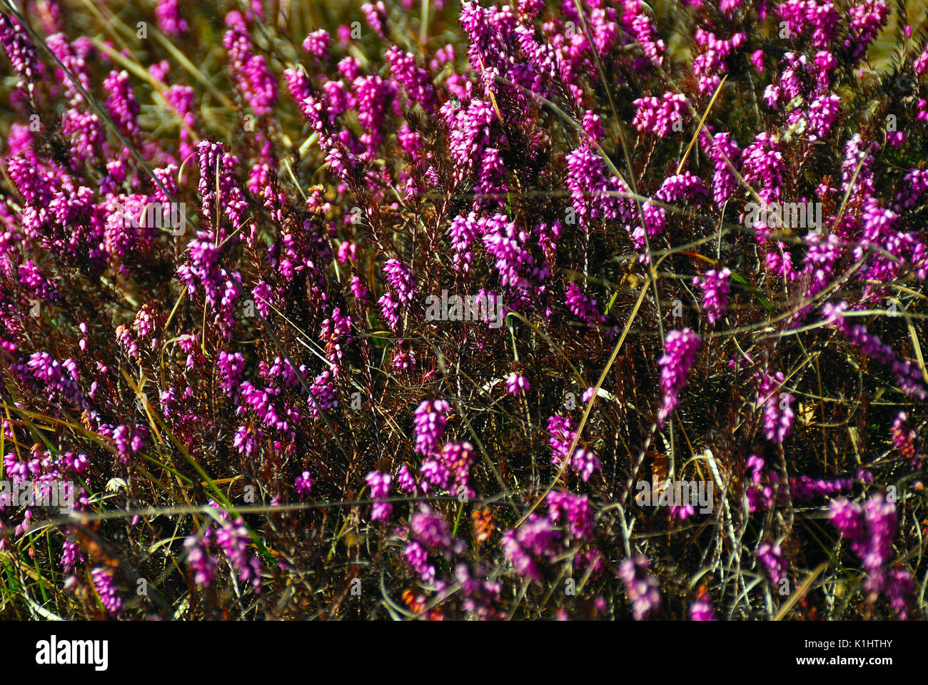 A erica bush flowering Stock Photo