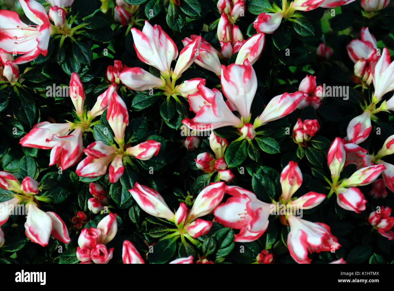 Variegated azalea indica hybrid flowering Stock Photo