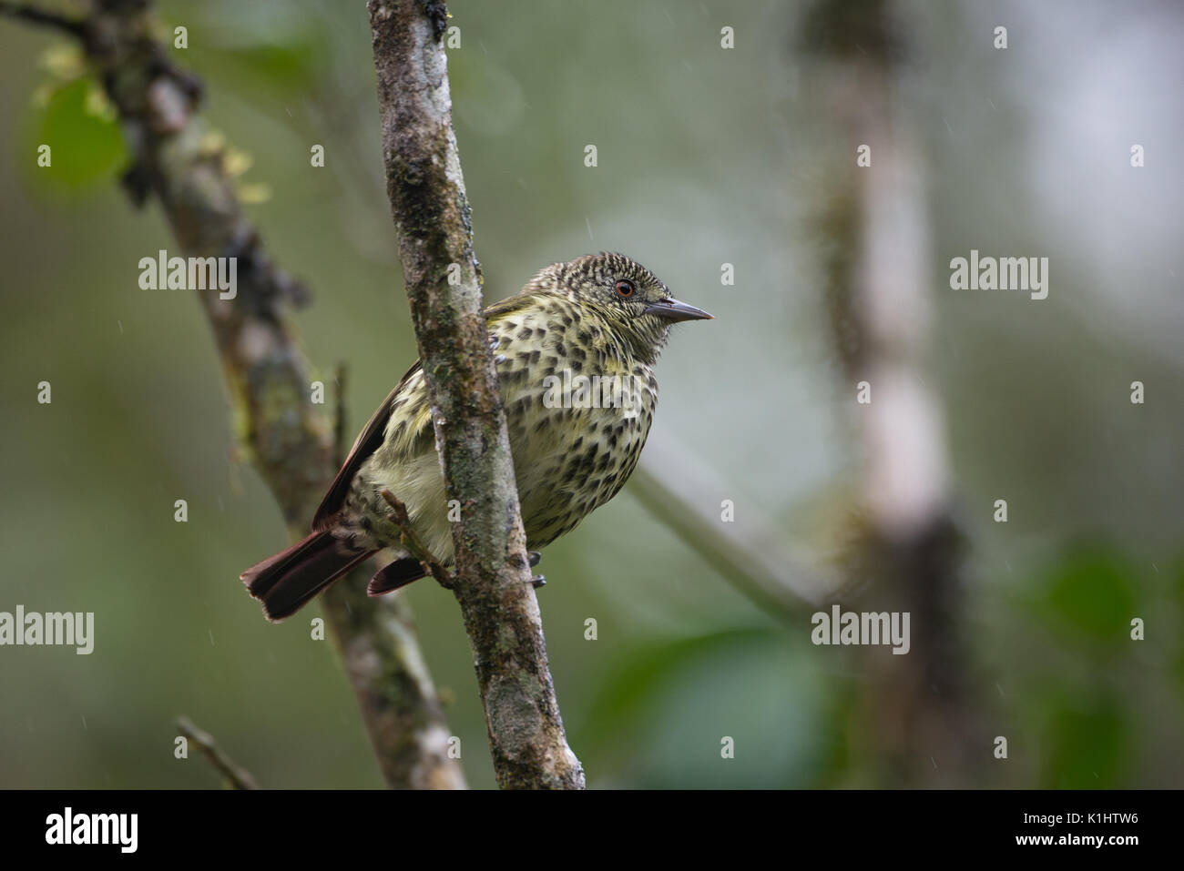 The elusive Sharpbill (Oxyruncus cristatus) from the Atlantic Rainforest of SE Brazil Stock Photo