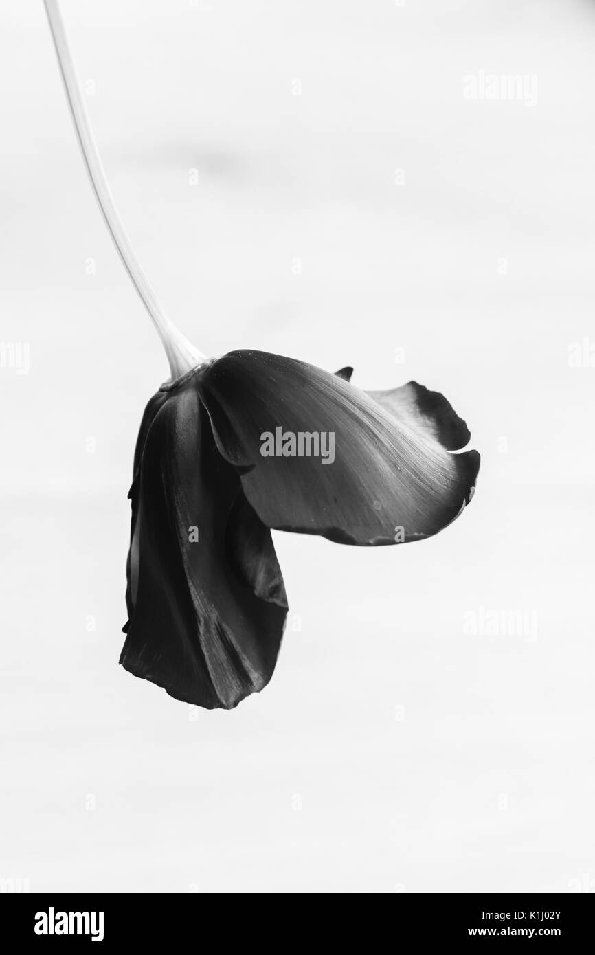 Opium poppy Black and White Stock Photos & Images - Alamy