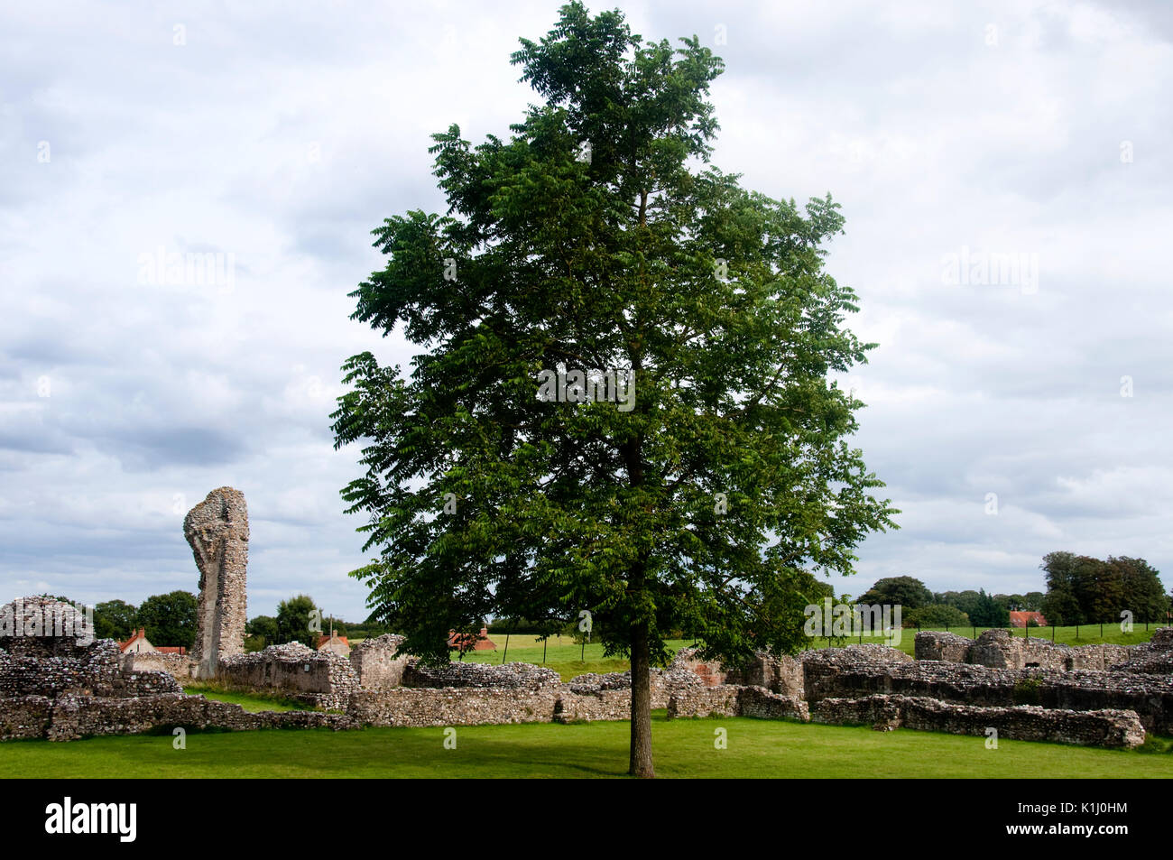 A tree at Binham Priory, an old 11th century monastery and priory ruin, in North Norfolk, England, UK Stock Photo