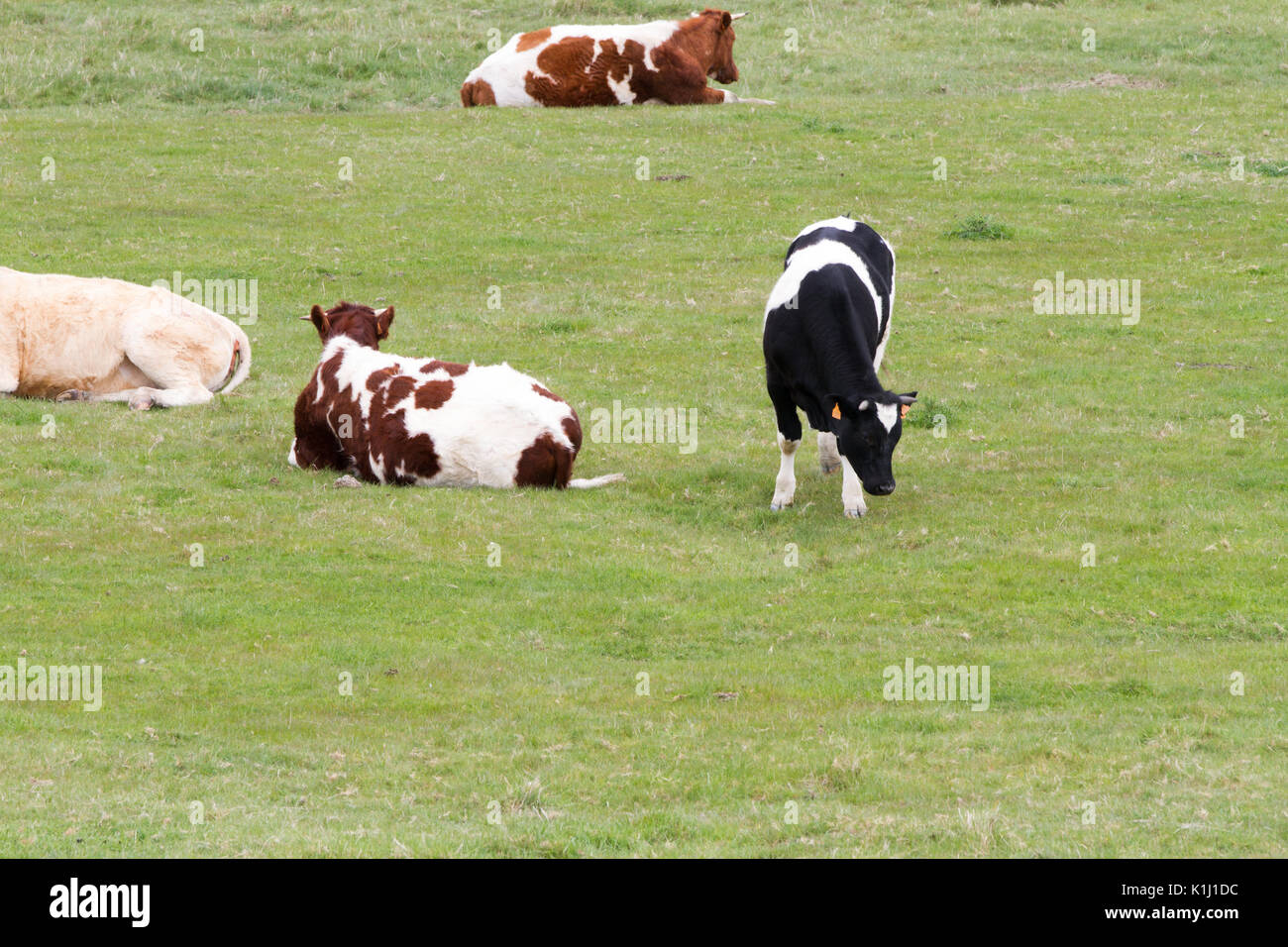 Black white cow gazing hi-res stock photography and images - Alamy